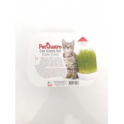 PetQuatro Kedi Çimi